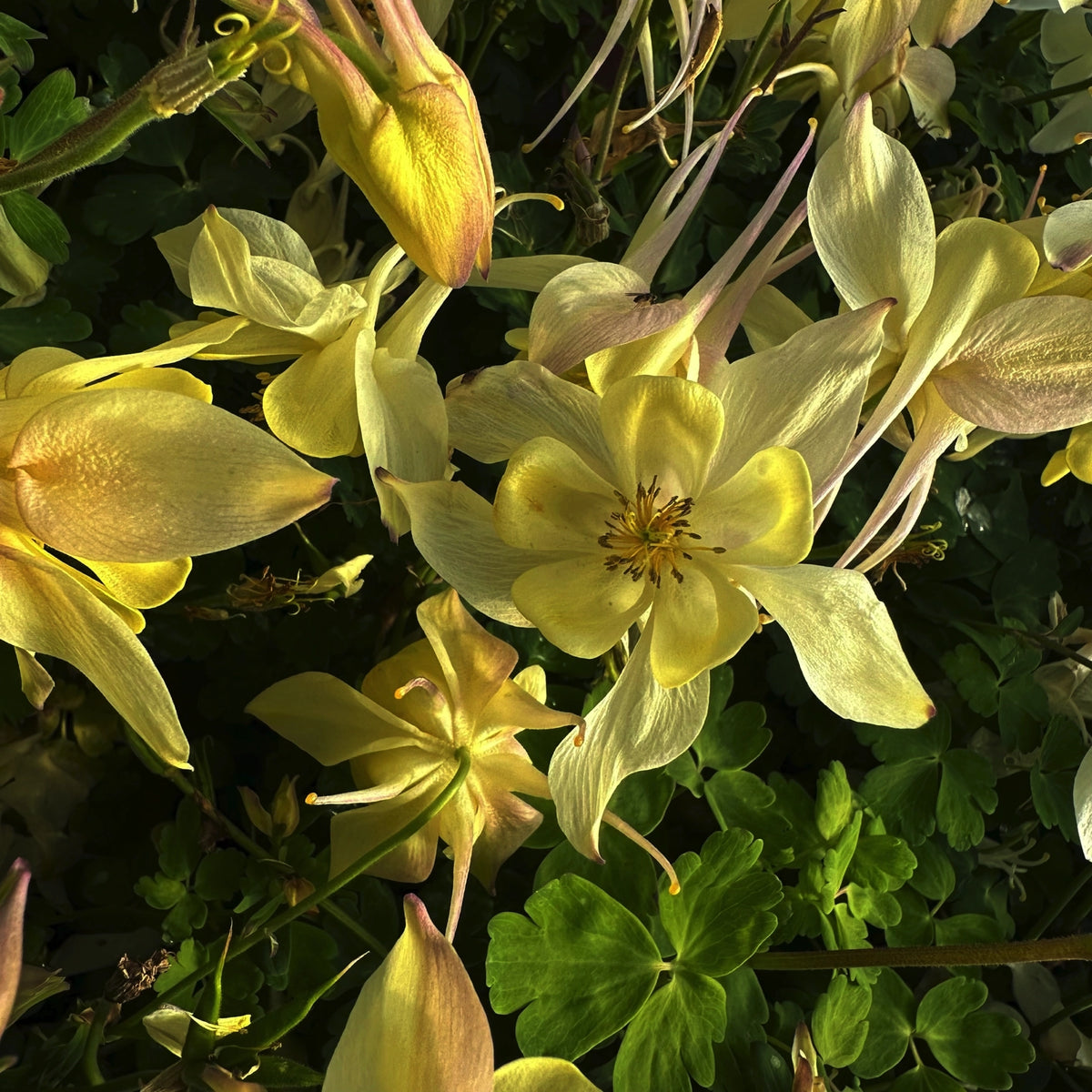 Aquilegia vulgaris 'Yellow Queen' in fiore con corolle gialle e speroni eleganti, ideale per bordure ombreggiate e giardini naturalistici.