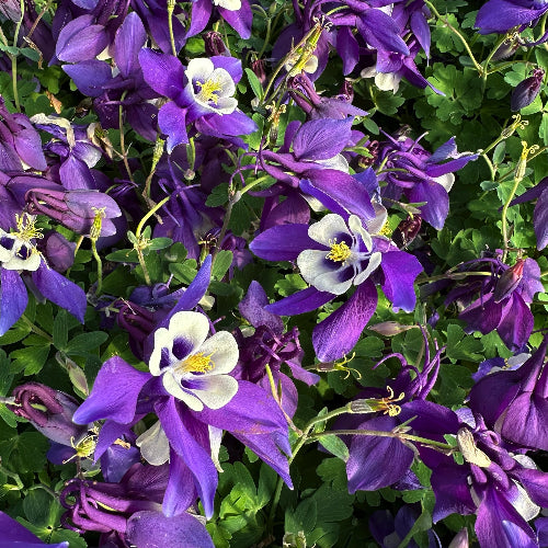 Aquilegia Vulgaris