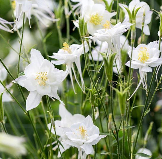 Aquilegia vulgaris 'Alba' è una varietà di Aquilegia con fiori a forma di campana di colore bianco puro, che si protendono dalla parte superiore della pianta. Cresce fino a circa 60-90 cm di altezza e predilige terreni ben drenati e posizioni soleggiate o parzialmente ombreggiate. È una pianta erbacea perenne rustica e resistente al freddo, ideale per aiuole, bordure e giardini perenni. La sua fioritura avviene in primavera o all'inizio dell'estate, aggiungendo freschezza e luminosità al giardino.