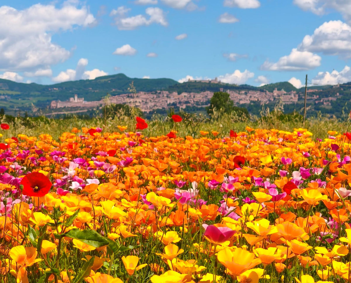 eventi Assisi, eventi Umbria, eventi Perugia, manifestazioni Perugia aprile e maggio, festa di primavera, cosa fare 25 aprile, cosa fare 1 maggio, cosa vedere Assisi e dintorni, cosa vedere Assisi, cose più belle da vedere in Umbria, fioritura Castelluccio di Norcia, fioriture in Umbria, mostre piante e fiori Italia, campi di papaveri, campo di papaveri, fioritura dei papaveri della california