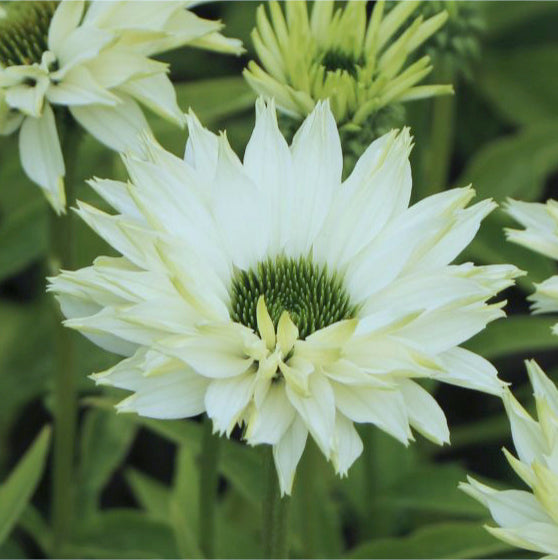 L' Echinacea Js ivo's Poem in vendita in vaso 16 cm, è una pianta erbacea perenne. Fiorisce nel periodo estivo con dei bellissimi fiori di colore bianco,<span style="font-family: -apple-system, BlinkMacSystemFont, 'San Francisco', 'Segoe UI', Roboto, 'Helvetica Neue', sans-serif; font-size: 0.875rem;"> ha foglie lanceolate di colore verde scuro. Cresce </span>fino a un'altezza compresa tra i 70 e i 150 centimetri, a seconda delle condizioni di crescita. Ama l'esposizione soleggiata e il terreno ben drenato.