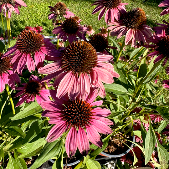 Corsi di tisane, corsi di oleoliti, festa di primavera, eventi Assisi, eventi assisi aprile, eventi assisi maggio, manifestazioni in Umbria, Assisi news, Umbria eventi, festa di primavera, attrazioni in Umbria, attrazioni Assisi, visit Assisi, Umbria tourism, Umbria turismo