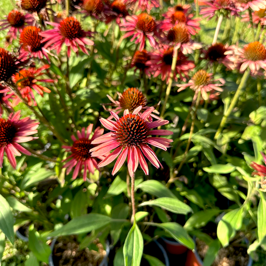 Echinacea 'Sunseekers Orange' è una varietà nota per i suoi fiori a forma di cono, con un disco centrale circondato da petali. I fiori di questa varietà sono di colore arancione, tendente al rosato. Il fogliame dell'Echinacea è verde scuro, caratterizzato da foglie lanceolate. Questa pianta fiorisce da giugno fino a novembre. La 'Sunseekers Orange' è apprezzata per la sua capacità di attirare farfalle e api nei giardini.