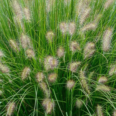 Pennisetum alopecuroides ‘Hameln’ – Graminacea ornamentale compatta