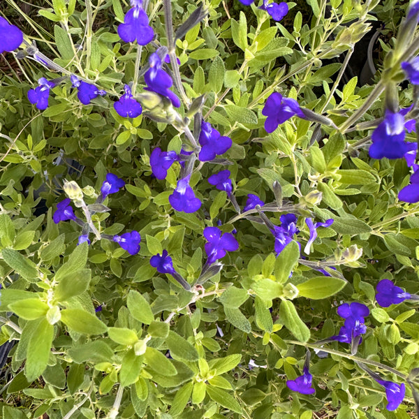 La Salvia Royal Blu, venduta in vaso da 14 cm, è una pianta ornamentale resistente della famiglia delle Lamiaceae. Ha fiori blu violacei che fioriscono da maggio a novembre, attirando farfalle e impollinatori. Le sue foglie sono verdi, leggermente pelose e aromatiche. Raggiunge un'altezza di 60-90 cm e cresce meglio in zone soleggiate o parzialmente ombreggiate con terreni ben drenati. È resistente alla siccità ed è ideale per bordure, aiuole o come pianta da vaso.