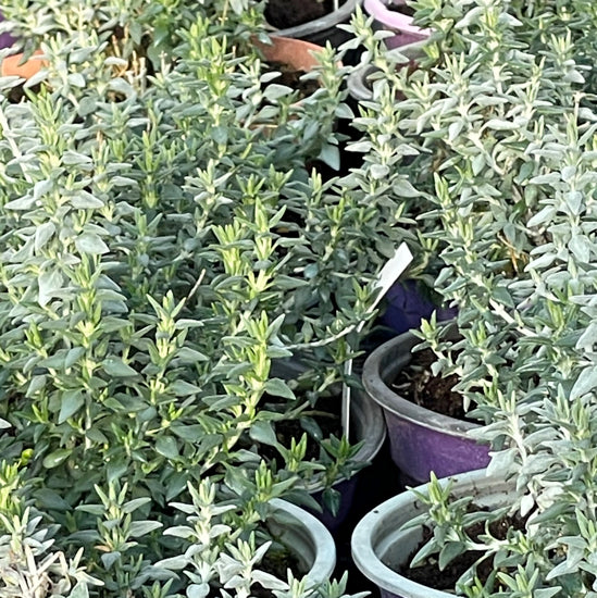 Teucrium Marum in vendita in vaso 14 cm, è un piccolo arbusto sempreverde che può raggiungere un'altezza massimo di 30 cm. Preferisce esposizioni soleggiate e luminose, può adattarsi ad ogni tipo di terreno e non soffre la siccità. Nel periodo estivo entra in fioritura con dei piccolissimi fiori di colore rosa.