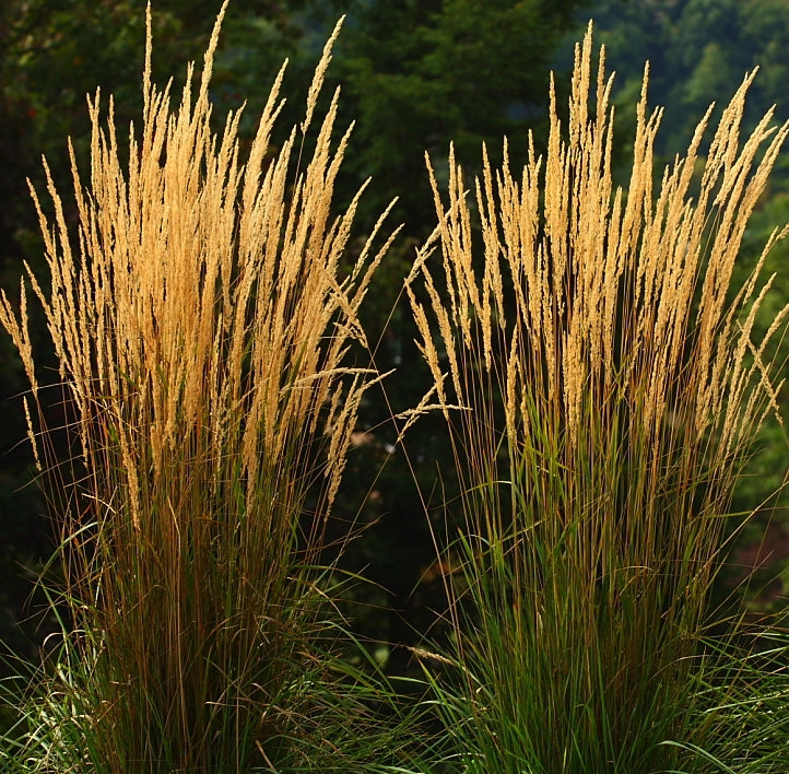 Calamagrostis × acutiflora ‘Karl Foerster’, graminacea ornamentale con spighe erette dorate e fogliame verde