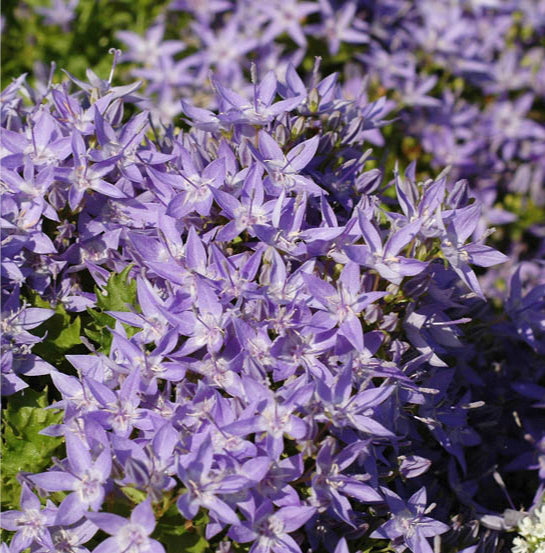 Campanula garganica in vaso, pianta perenne con fiori blu a forma di campana e foglie verdi ovali, ideale per giardini rocciosi e bordure