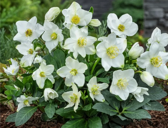Helleborus niger Albert elleboro nero con fiori bianchi a fioritura invernale