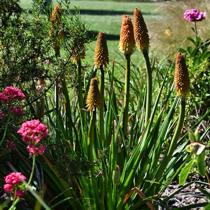 Kniphofia Grandiflora con fioritura rosso giallo a spiga pianta perenne ornamentale per bordure soleggiate