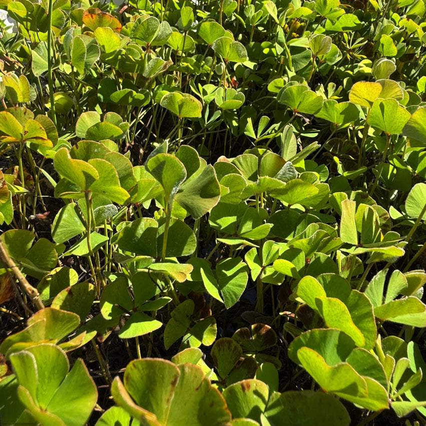 Marsilea quadrifolia, pianta acquatica perenne con foglie a forma di quadrifoglio, ideale per laghetti e vasche decorative.