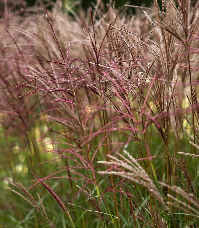 Miscanthus sinensis ‘Ferner Osten’, graminacea ornamentale con spighe rosso porpora e foglie che in autunno si colorano di arancio e rosso