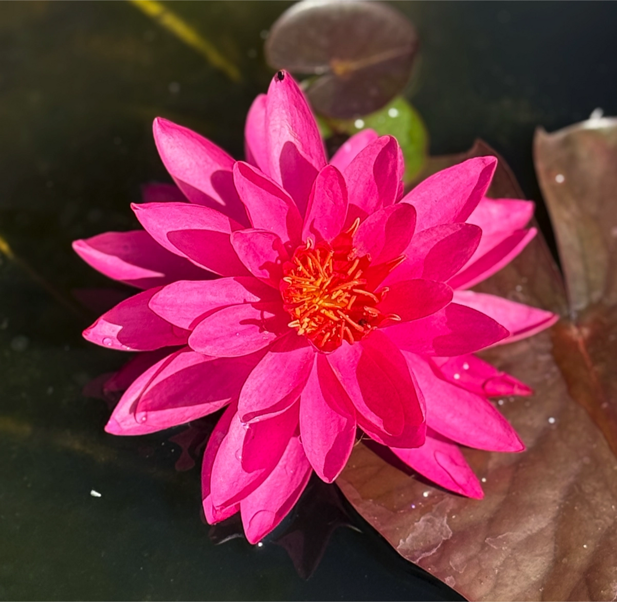 Ninfea ‘Mayla’, Ninfea ‘Mayla vendita online, la nymphaea Mayla è una varietà rustica con fiori rosa fucsia grandi e profumati, venduta online come rizoma, in vivaio anche in vaso ideale per laghetti e vasche ornamentali.