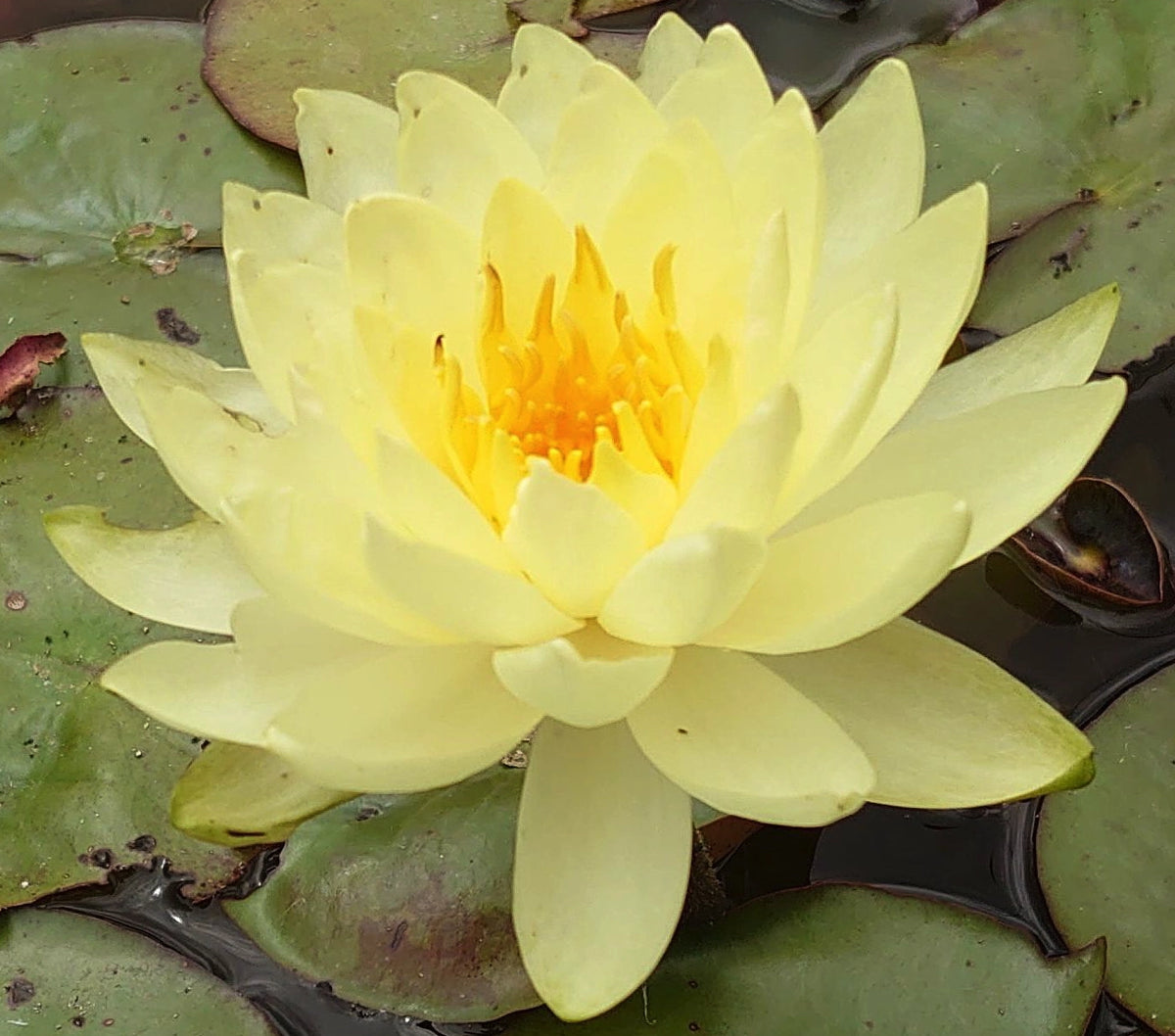 Ninfea 'Yellow Sensation', nymphaea Yellow Sensation, Vendita ninfee, vendita piante per laghetto. La ninfea 'Yellow Sensation' è una pianta acquatica rustica con grandi fiori gialli, venduta online a rizoma, in vivaio anche in vaso 18 o 20 cm. Le ninfee yellow sensation sono adatte sia per laghetti che per vasche ornamentali.