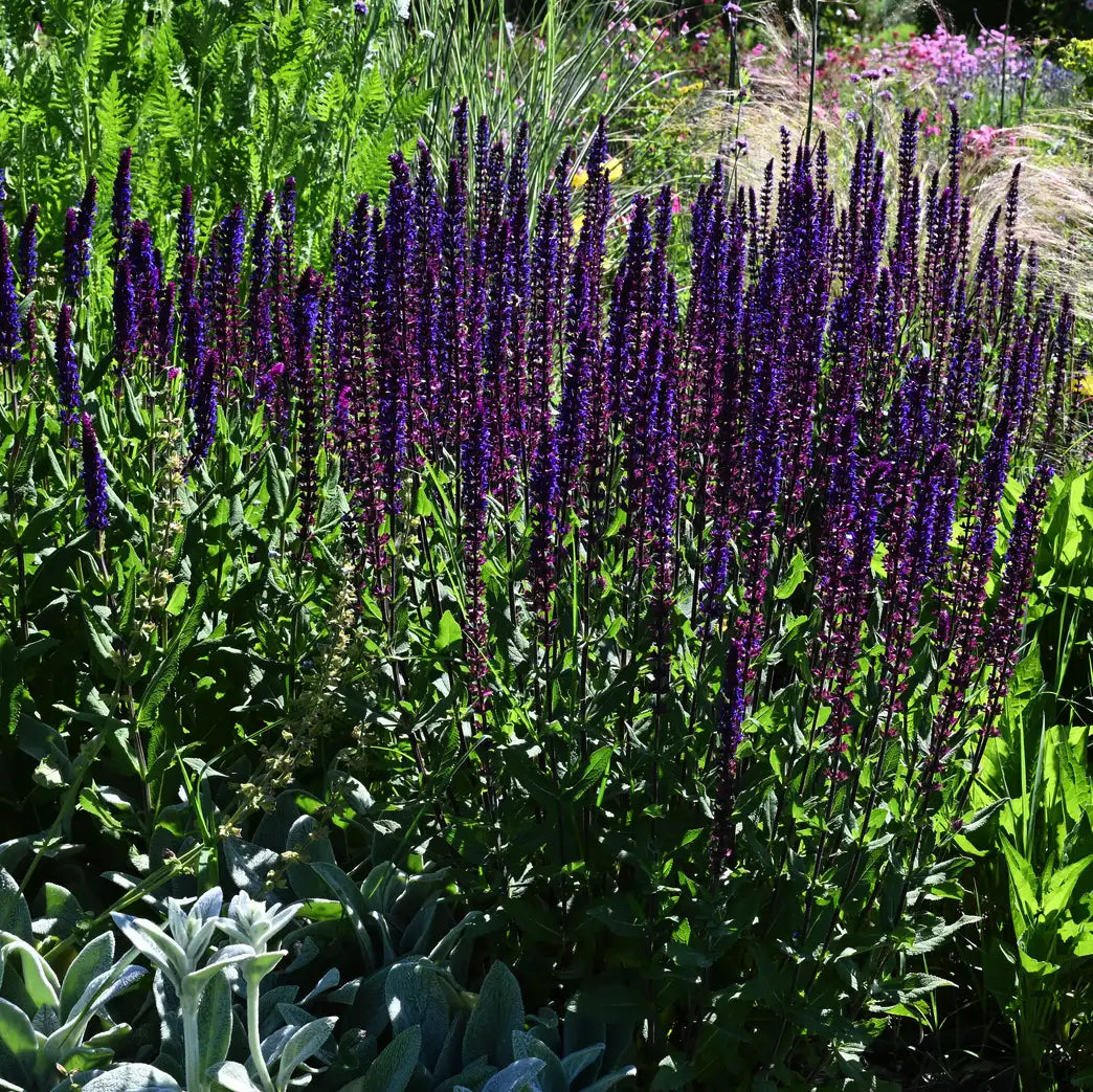Salvia nemorosa Caradonna perenne con spighe di fiori viola scuro, ideale per bordure e giardini soleggiati.
