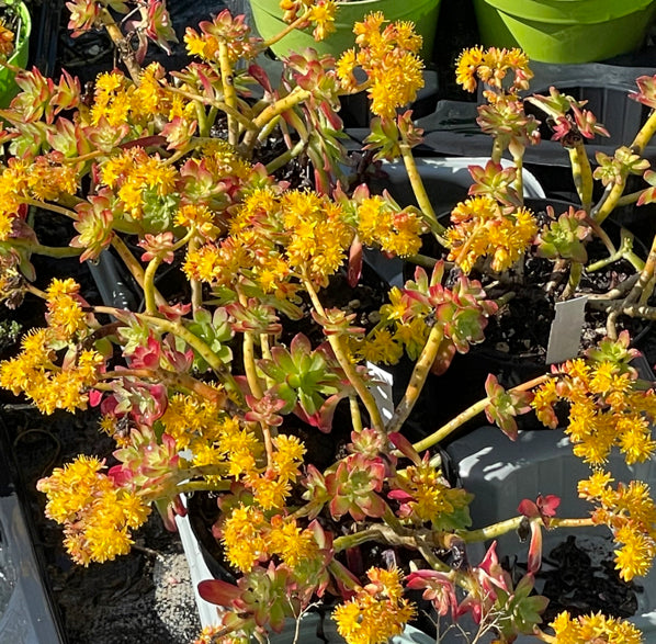 Sedum palmeri in fiore, succulenta sempreverde dai fiori gialli per giardini secchi