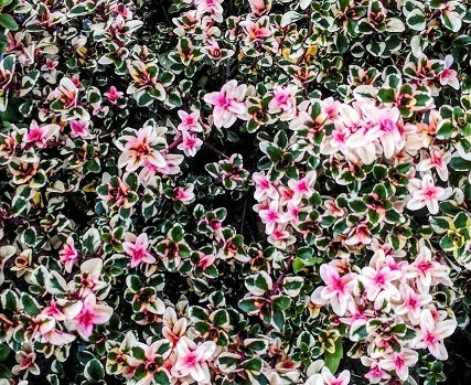 Timo foxley. Timo con bellissime foglie colorate. E' molto bello in giardino con le sue foglie verdi, e variegate color panna e rosa. P