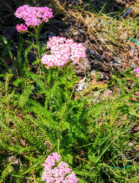 Pianta perenne tappezzante, facilissima da coltivare. Achillea rosa vaso 14 cm