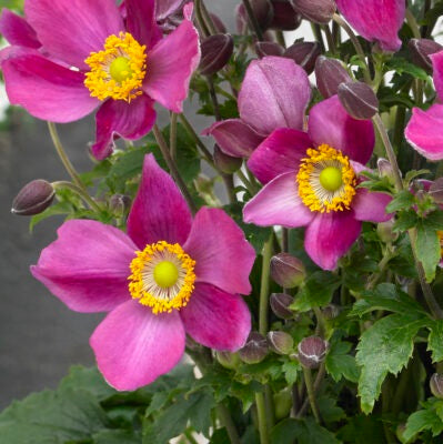 Anemone Fantasy 'Ariel', vendita anemoni, vendita anemoni online, vivaio anemoni. L'Anemone Fantasy 'Ariel' è una varietà di anemone dal fascino delicato. Con un'altezza che di solito oscilla tra i 30 e i 45 centimetri, 'Ariel' produce fiori singoli o semi-doppi di un rosa intenso durante la primavera e l'estate. I fiori esibiscono un caratteristico centro giallo, aggiungendo interesse visivo. Questa varietà è popolare in giardini perenni e bordure per il suo aspetto raffinato.