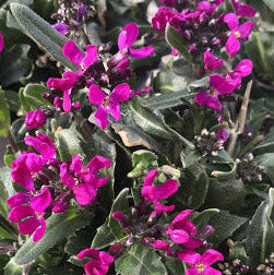 Arabis blepharophylla viola in vendita in vaso 14 cm è una piante perenne ama il terreno Roccioso e il sole, il periodo di fioritura va da marzo a maggio, sbocciando con dei fiori viola, la sua altezza massima è di 15 cm.