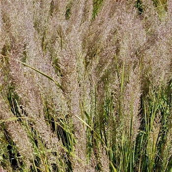 La Calamagrostis brachytricha è una Pianta erbacea perenne, graminacea con fiori rosache sembrano piume. è adatta sia a un esposizione soleggiata che ombrosa ed ha un periodo di fioritura da agosto a novembre. Graminacee ornamentali vendita online, vendita graminacee ornamentali, Vendita piante online