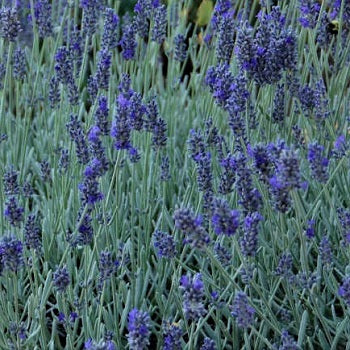 Lavandula 'Silver Mist'. Bellissima lavanda nana, con foglie grigie argentate un po' grasse. Piccola e adatta anche alle zone assolate e ai terrazzi. Alta circa 30 cm con steli floreali corti. E' resistente dia al gelo che al caldo intenso, vive bene anche in piccoli contenitori e in pieno sole, in questo caso in estate va annaffiata almeno una volta al giorno. Odia i ristagni come tutte le lavande.
