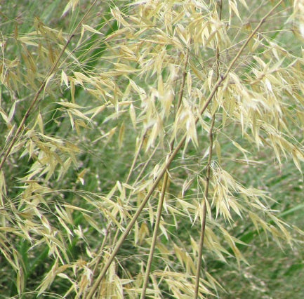 Stipa 'Gigantea' Vaso 18 cm. è una graminacee perenne che ama stare al sole, il periodo di fioritura è da Giugno a Agosto, raggiunge un'altezza massima di 220 cm, il fiore è di colore giallo.