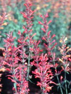 Agastache blue fortune, pianta erbacea perenne, con spighe verticali blu cobalto profumate di anice e menta. Fiorisce luglio agosto e settembre. Agastache blue fortune vaso 12