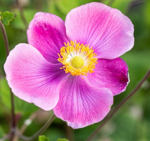 L'Anemone hupehensis 'Alando Pink' è una varietà di anemone nota per la sua elegante fioritura. Con un'altezza che varia solitamente tra i 60 e gli 80 centimetri, questa pianta perenne produce fiori di un rosa delicato durante l'estate e l'inizio dell'autunno. I fiori possono essere singoli o semi-doppi, aggiungendo interesse visivo al giardino. Le foglie verde scuro, generalmente divise e lobate, completano il profilo decorativo di questa varietà, spesso coltivata in giardini perenni e bordure.