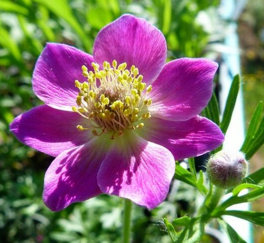 Anemone multifida 'Rubra' Vaso 16. E' una pianta erbacea perenne che ama l'esposizione sole o mezz'ombra, fiorisce nei mesi di Maggio Giugno con dei fiori di colore rosso carminio