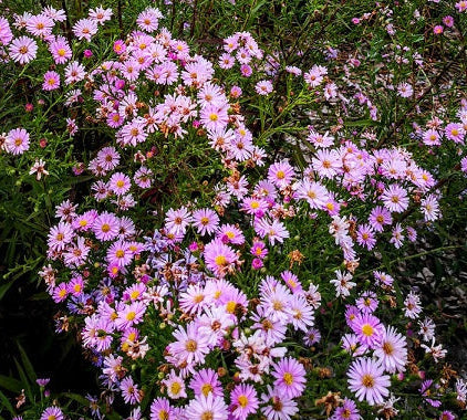 Aster novi-belgii ‘Rosa Perle’ in fiore, pianta perenne dai fiori rosa perlato per bordure e giardini autunnali
