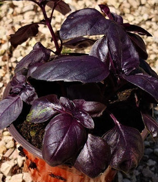Basilico Rosso con foglie porpora aromatiche, pianta decorativa e profumata ideale per cucina e coltivazione in vaso.