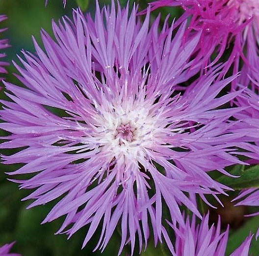 Centaurea Dealbata Rosa è un'erbacea che ha un altezza di circa 80 cm, fiorisce da giugno a ottobre con dei fiori rosa, esposizione in mezz'ombra Vaso 14
