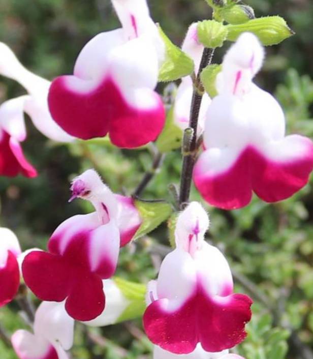 Salvia microphylla "Cherry Lips" Vaso 14 Bellissima salvia ornamentale perenne, fiori bianco e viola. Fioritura da aprile a novembre. Resiste sia al caldo che al gelo. Potare la salvia varie volte da giugno a ottobre per mantenere il cespuglio compatto.