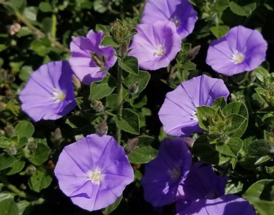 Convolvulus mauritanicus, pianta perenne tappezzante con fiori azzurro-lilla a forma di campanella