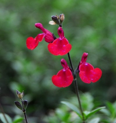 Salvia 'Bordeaux' vaso 14. è una pianta perenne che ama l'esposizione soleggiata, è molto resistente e fiorisce da Maggio fino a Novembre con dei bellissimo fiori rosso bordeaux.