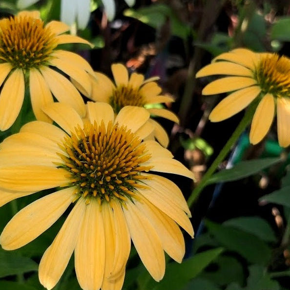 L'Echinacea paradoxa gialla Vaso 14 cm, è una cultivar di Echinacea, una pianta perenne appartenente alla famiglia delle Asteraceae. Questa cultivar è nota per i suoi fiori gialli brillanti a forma di grande margherita che sbocciano in estate. Le foglie di questa pianta sono verde scuro e hanno una forma allungata, è una pianta resistente e facile da coltivare, adatta a giardini e parchi.