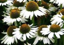 Echinacea ‘Sunseekers White’ in fiore, perenne dai fiori bianchi per bordure e aiuole soleggiate