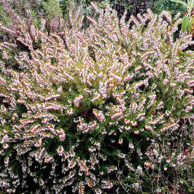 Erica carnea bianca in fioritura, tappezzante sempreverde per bordure e giardini rocciosi