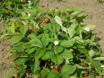 Fragole di bosco (Fragaria vesca) in vaso, con foglie verdi, fiori bianchi e frutti rossi profumati.
