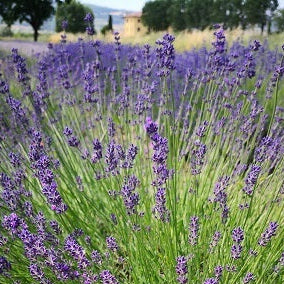 Varietà nata nei nostri campi, cespuglio sempreverde di dimensioni medie, con steli piuttosto corti, colore viola/blu abbastanza acceso,è molto profumata è adatta anche balcone o bordure meglio se a gruppi di 2/3. Raggiunge cm 50 di diametro e 50 cm in altezza in piena fioritura, è molto profumata, i fiori sono adatti anche per tisane, è resistente sia al caldo che al freddo. Rifiorente nelle zone miti. Le lavande odiano i ristagni ma in balcone in estate vanno annaffiate.