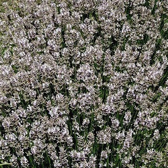Lavande in offerta. La Lavandula angustifolia 'Miss Katherine' è una varietà di lavanda apprezzata per i suoi fiori di un vibrante colore rosa. Questa pianta emana il tipico profumo aromatico della lavanda ed è ideale per giardini, bordure e aiuole grazie alla sua bellezza ornamentale. 'Miss Katherine' aggiunge un tocco di colore unico alle aree verdi ed è nota anche per attirare insetti benefici come api e farfalle, contribuendo all'ecosistema del giardino.
