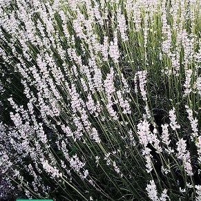 Lavanda intermedia Dutch White Una lavanda intermedia con il fiore di colore bianco, la lavanda Dutch White è di grandi dimensioni simile alla lavanda classica o gry edge. Altezza 90 cm profumata, fiorisce da metà giugno a fine luglio.