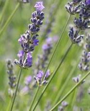 Lavanda intermedia grosso seguret vaso 18 Lavanda intermedia ibrida molto compatta con spighe lunghe viola/blu. altezza cespuglio in pieno sviluppo circa 60 cm, spiga lunga molto profumata. Rustica, resiste sia alla siccità che al gelo. Vaso 18 cm o tolta dal campo a radice nuda da ottobre