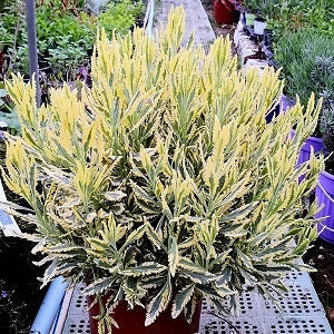 La Lavanda Allardii Meerlo è una varietà di lavanda dai profumati fiori viola e bianchi. Questa pianta perenne forma cespugli compatti e fragranti con foglie grigio-verdi che contrastano splendidamente con i fiori bicolore. La Lavanda Allardii Meerlo è ampiamente coltivata nei giardini e nei parchi per il suo aspetto decorativo e il suo profumo incantevole. È una pianta resistente che attira api e farfalle, rendendola ideale per giardini incentrati sulla fauna selvatica.