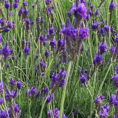La Lavanda pinnata è una varietà di lavanda con foglie lanceolate e lobate distintive e fiori blu-lavanda profumati. Questa pianta emana il classico profumo rilassante della lavanda ed è ideale per giardini, bordure e aiuole grazie alla sua bellezza ornamentale. La Lavanda pinnata è ampiamente apprezzata per la sua forma unica e il suo aroma incantevole.