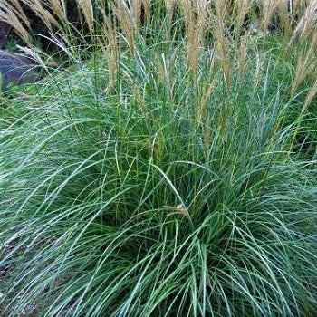 Miscanthus sinensis ‘Adagio’, graminacea ornamentale compatta con spighe argento-rosate e fogliame sottile verde-argenteo