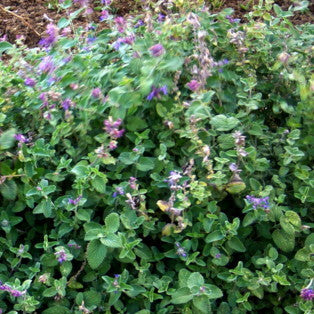 Nepeta Faassenii six hills giant è una pianta perenne, con foglie grigie e profumate; E' una delle nepete più alte infatti cresce fino a circa 70 centimetri; fiorisce continuamente da primavera a fine autunno con molti fiori sulla tonalità del lilla/blu , ama stare al sole o in mezz'ombra. Può essere usata per bordura di media altezza.