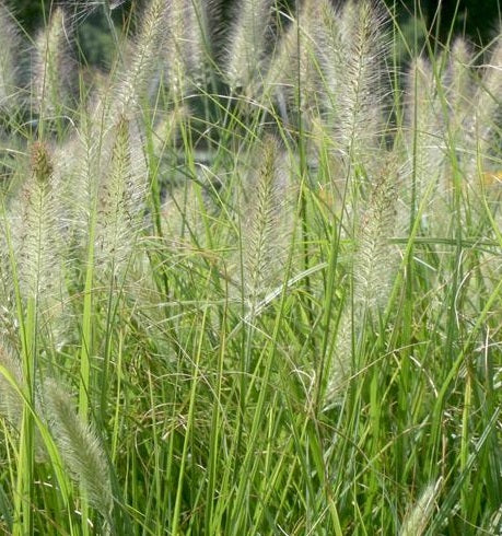 Pennisetum alopecuroides 'Cassian' vaso 18. è una graminacea che ama l'esposizione in sole-mezz'ombra, raggiunge un'altezza massima di 100 cm, e fiorisce da Agosto ad Ottobre con dei fiori di colore bronzo.
