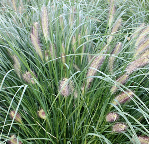 Pennisetum 'Japonicum' in vendita in Vaso 18. è una graminacea che ama l'espozione soleggiata, può raggiungere un'altezza massima di 140 cm, e fiorisce da Agosto a Novembre con delle pannocchie panna.